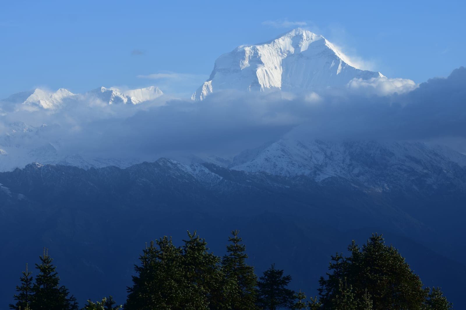 Dhaulagiri (8,167m) rising over a sea of cloud above the pine forest near Ghorepani