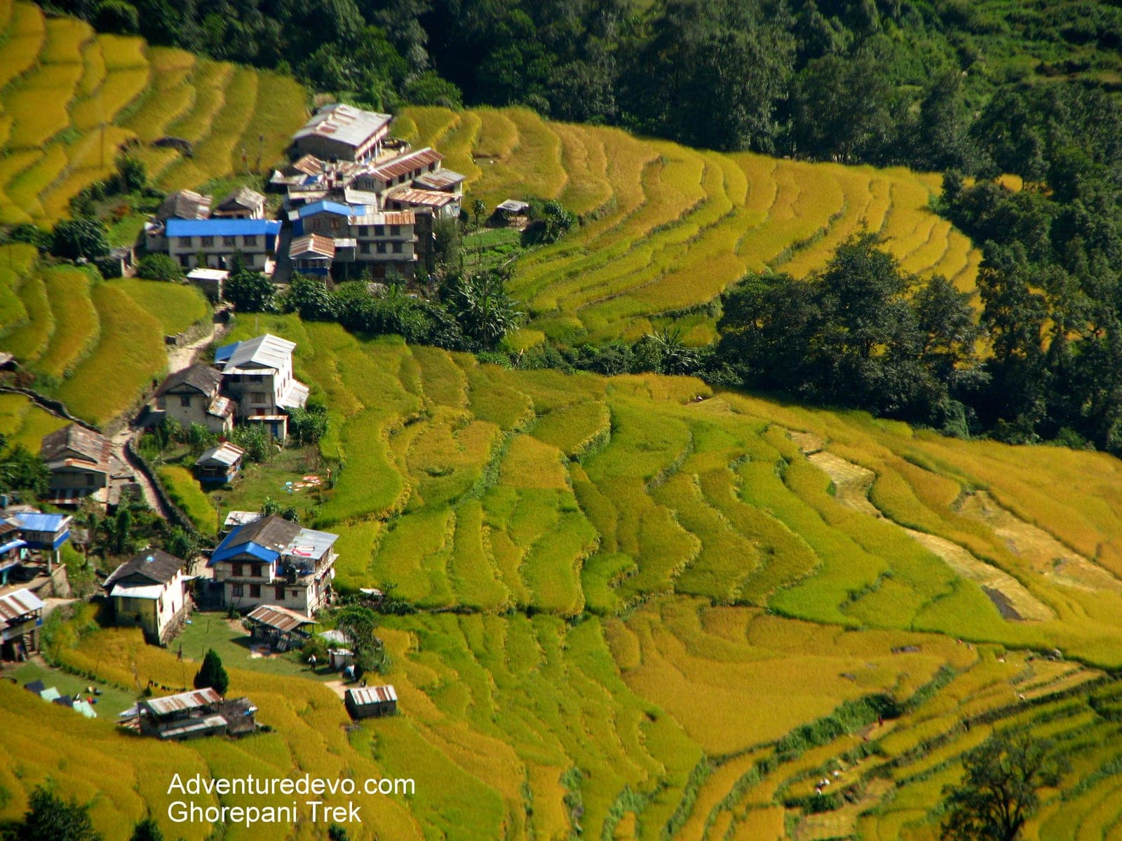 Golden rice terraces in harvest season on the hills above Ghorepani