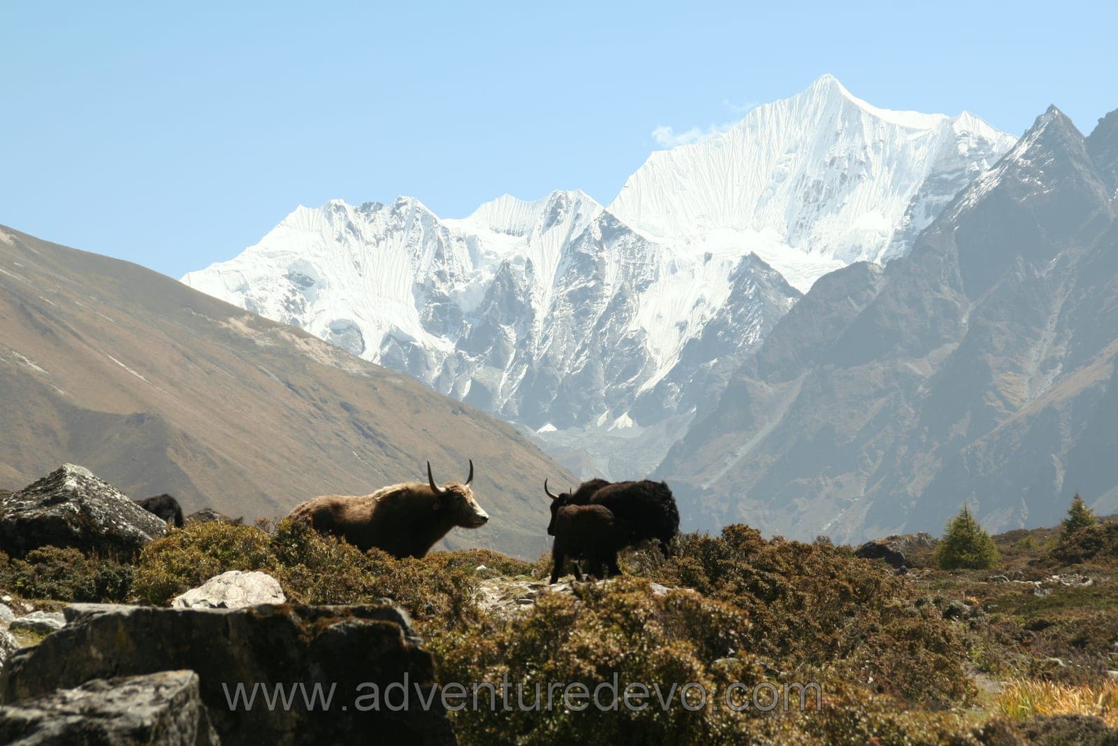 Langtang Valley